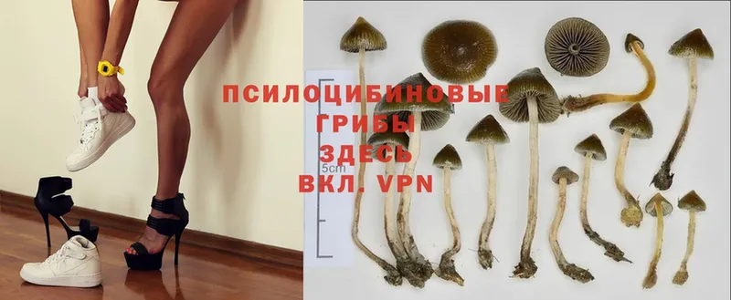 купить наркоту  Гаврилов-Ям  Псилоцибиновые грибы Magic Shrooms 